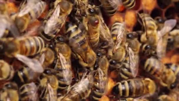 Ácaros Varroa, Parasitas abelha mel - abelhas, apicultura — Vídeo de Stock