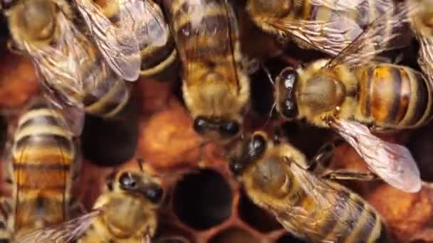 Honingbijen op hun honingraat kijken van dichtbij. Een honingbijenkolonie, bijenkorf, bijenteelt — Stockvideo