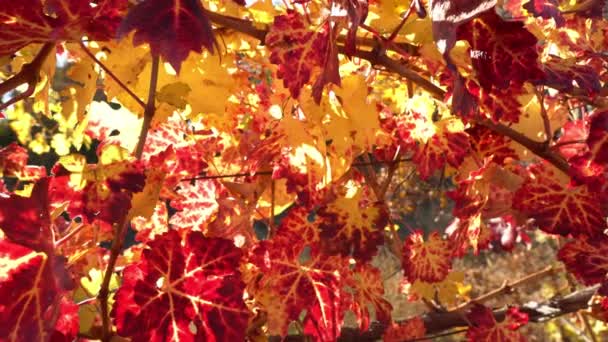 Le foglie del cespuglio d'uva sono colorate di rosso giallo e arancio. Giorno d'autunno pieno di sole — Video Stock