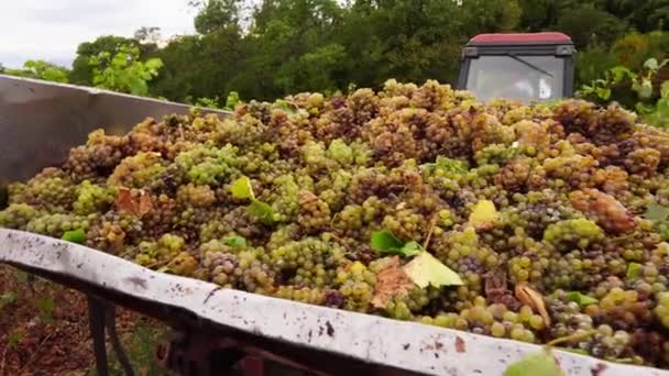 Sklizeň hroznů. Zemědělci sklízejí hrozny na plantážích, na polích nebo na vinicích. Vinařství. Pěstování hroznů, sklizeň, vinifikace — Stock video