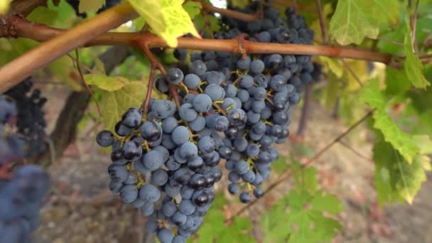 Виноград червоного вина на лозі. Виноробство, виноробство, виноробство — стокове відео