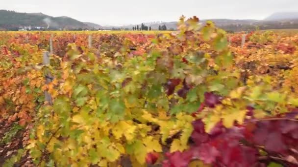 A young farmer in a grape field. Planting, Growing, and Harvesting Grape Vines. Wine production — Stock Video