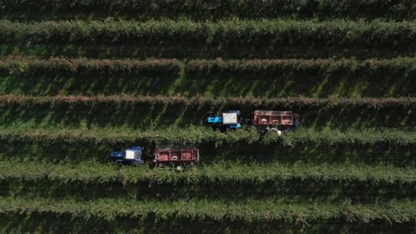 과수원에 는 수확기가 있습니다. 애플 픽 킹. 경작지와 무르익어 가는 종 려 나무와. 트레일러와 농부들이 있는 공중용 트랙터 — 비디오