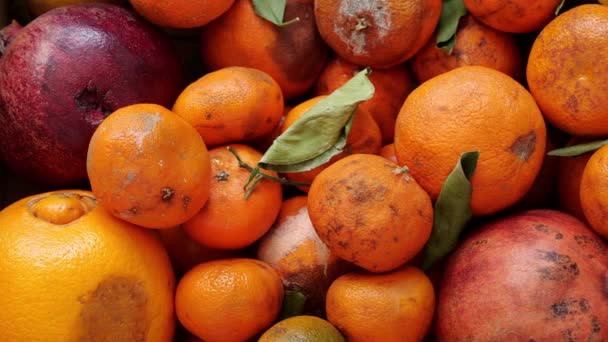 Perte de nourriture à la ferme. Rotten mandarines oranges grenades. Fruits exotiques tropicaux. Biowaste, tas de déchets organiques, déchets alimentaires, compostage — Video