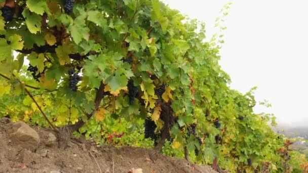 Racimos maduros de uvas rojas en un campo de uvas. La vid. Temporada de cosecha, vinificación, vinificación y producción de vino — Vídeos de Stock