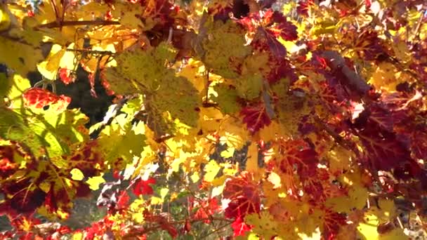 Szőlő levelek sárga, narancssárga és piros, mint az őszi szezonban megközelítések — Stock videók
