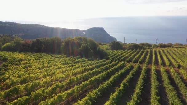 Вид с воздуха на виноградные поля на холмах и морском побережье. Выращивание винограда. Промышленное производство вина — стоковое видео