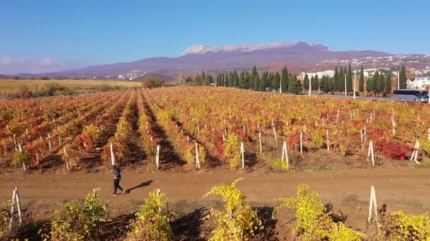 Tarım ya da şarap yetiştiriciliği üzümlerin yetiştirilmesi ve hasat edilmesidir. Organik tarım — Stok video