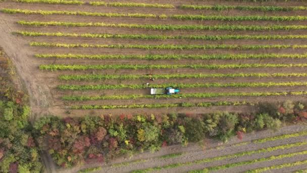 Druvskörd. Jordbrukare skördar druvor på vinodlingar, åkrar eller vingårdar. Vinindustrin. Druva Odla, plocka, vinframställning. Flygdrönare visa video — Stockvideo