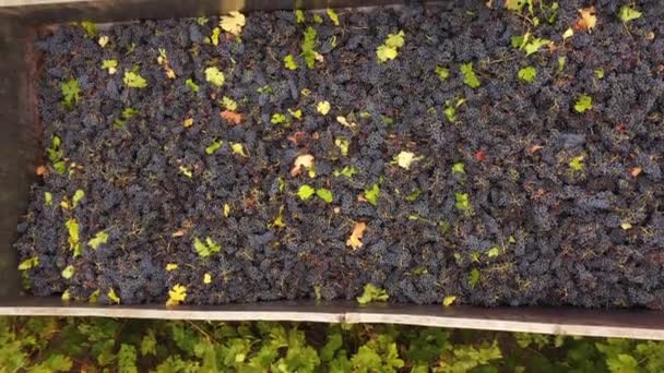 De verzamelde rode druiven in het tractorbed Bovenaanzicht. Wijnbereiding, wijnbereiding en wijnbereiding — Stockvideo