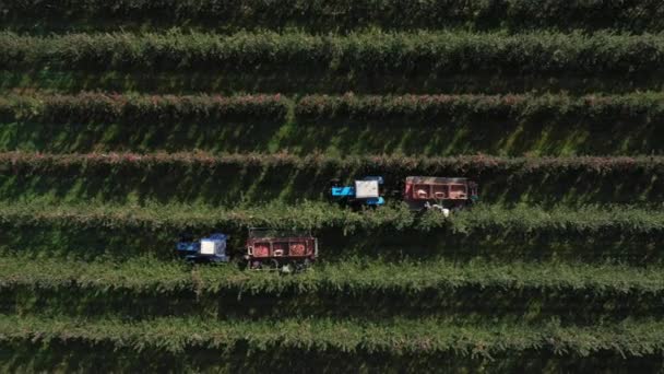 The harvest season in the fruit orchard. Apple Picking. Gathering a ripe crop from the fields. Aerial view tractor with trailer and farmers — Stock Video