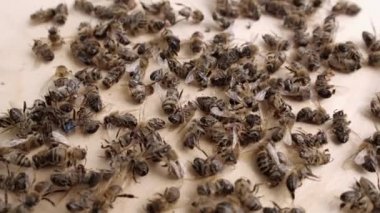 Bir sürü ölü işçi bal arısı yaklaşıyor. Bal arısının baş belaları ve hastalıkları