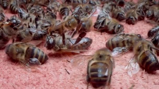 Mortalidad de abejas. Muchas abejas obreras muertas se acercan. Intoxicación por plaguicidas, Enfermedades bacterianas, Plagas y parásitos, Enfermedades fúngicas — Vídeos de Stock