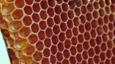 Kapağı açık bal tarağı. Bal peteğinde taze bal, yakın plan. Organik arıcılık. Organik Bal Arısı Çiftliği. Balmumu hücreleri, bir bal arısı kolonisi, bir bal peteği yakın plan, arı kovanı, arıcılık