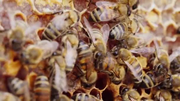 Bedekte honingkammen. Verse honing in een honingraat van dichtbij. Biologische bijenteelt. Biologische Honingbijenboerderij. Wascellen, een honingbijenkolonie, een honingraat van dichtbij, bijenkorf, bijenteelt — Stockvideo