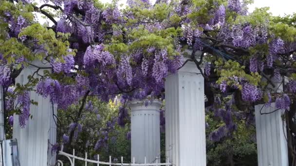 Wisteria con cascadas de flores de color azul a púrpura que se ven espectaculares colgando de una pérgola o arco en primavera y principios de verano. Florecimiento de primavera. — Vídeo de stock