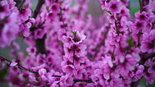 Pfirsichbaum blüht. Blühende Bäume im Frühling im Obstgarten. Schöne rosa Blumen auf einem Zweig — Stockvideo