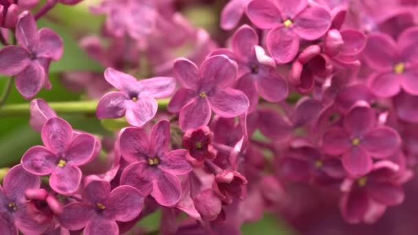 Arbusto lila floreciente. Flores lila púrpura. Árbol de siringa con hojas verdes en la naturaleza. Fondo natural de primavera — Vídeo de stock