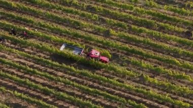 Üzüm toplayan çiftçiler. Üzüm toplayıcıları traktör römorkunda üzüm toplarlar. Üzüm toplama mevsimi. Şarap yapımı.