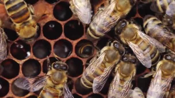 Ein Bienenvolk, eine Wabe aus nächster Nähe, Bienenstock, Imkerei. Arbeiterbrut, Robbenbrut, Bienenlarven und Eier. — Stockvideo