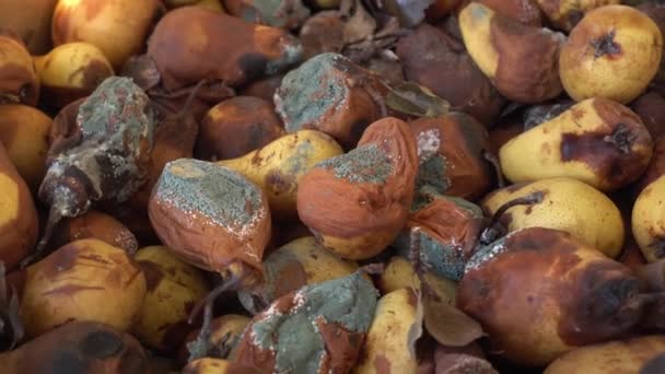 Un mucchio di pere marce e ammuffite. Perdita di cibo e rifiuti in azienda e nei negozi di alimentari. La muffa sulla frutta. Danni alla coltura della frutta — Video Stock