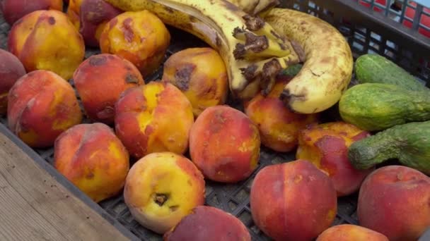 Lebensmittelverschwendung. Das Wegwerfen nicht verkaufter Lebensmittel. Verdorbenes Obst und Gemüse — Stockvideo