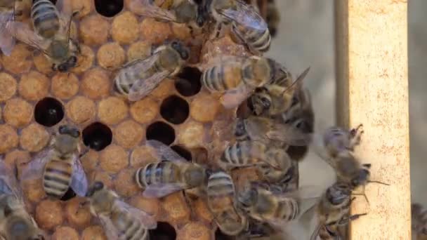 Königinnenzellen an den Rändern der Waben, Schwarmzellen. Schwärmend bereitet sich Hive auf den Schwarm vor. Imkerei oder Imkerei. Bienenvolk im Bienenstock. Gekappte Arbeiterbrut — Stockvideo