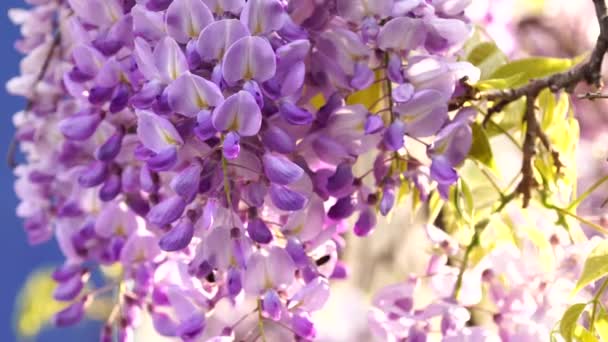 Wisteria trellis japan spring. Wisteria with cascades of blue to purple flowers hanging from a pergola or archway in spring and early summer. Spring blooming — Vídeos de Stock