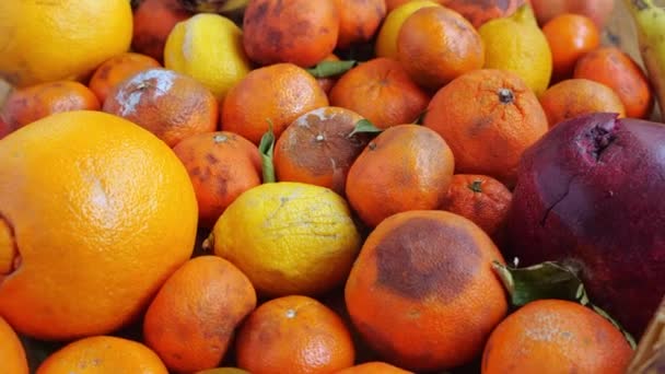 Food loss occurs at the agricultural production and harvest stage. Crop Damage Due to Weather, Disease, and Pests. Orange fruits waste — Video Stock