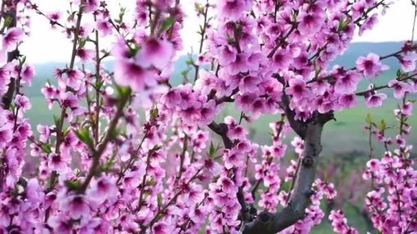 Pfirsichgarten blüht im Frühling. Schöne leuchtend rosa Blüten auf einem Obstbaum — Stockvideo