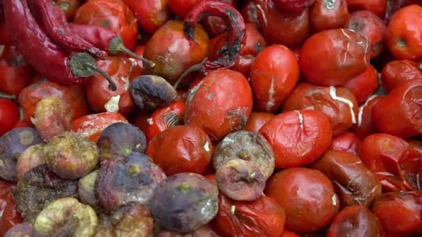 Perda de comida ao nível da quinta. Tomates frescos estragados podres. Danos nas colheitas devido ao tempo, doenças e pragas. É um fato aceito que alguns dos produtos em uma fazenda é perdida — Vídeo de Stock