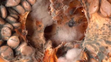 Balkabağı atıkları. Cadılar Bayramı ve Şükran Günü boyunca balkabakları ziyan edilir.