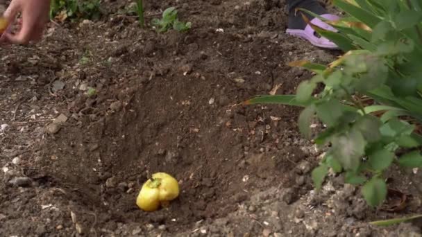 Compost Bodem. Composteren van organisch afval. Tuinman begraaft voedselafval in de achtertuin — Stockvideo