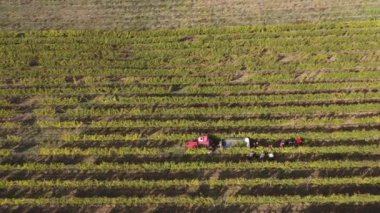 Üzüm hasadı. Üzüm bağları, üzüm tarlaları, fidanlıktaki asmalar. Hava aracı görünümü