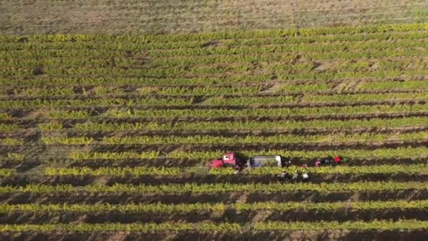 Сбор винограда. Виноградники или виноградные поля, виноградная лоза на плантации. Воздушный беспилотник — стоковое видео