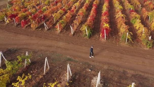 Güney Amerika Şarap Bölgesi. Sonbahar renklerinde üzüm bağları olan güzel kırsal bölgede hava manzarası — Stok video