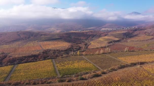 Flygfoto av vingårdarna, jordbruksplantor. Vin i Italien och italienska vindistrikt. — Stockvideo