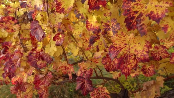 Wine grape leaves in full fall color, vineyard valley, wine growing region — Stock Video