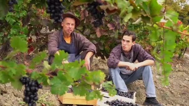 采摘葡萄葡萄种植者成年父亲、农场主和少年儿子一起工作。一个种植葡萄的家庭小农场。法国葡萄酒产区 — 图库视频影像