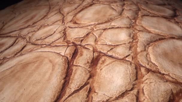 Crocodile leather texture close up. Leather, animal skins and hides — 图库视频影像