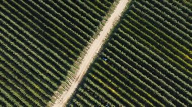 Citrus meyve bahçesi. Taze meyve dolu bir paletle Greyfurt bahçesinden geçen traktör.