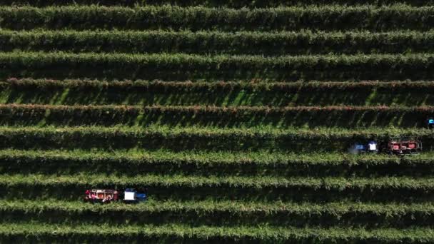 Recoltarea livada de mere în China. Producție comercială de fructe pentru export, dronă aeriană — Videoclip de stoc