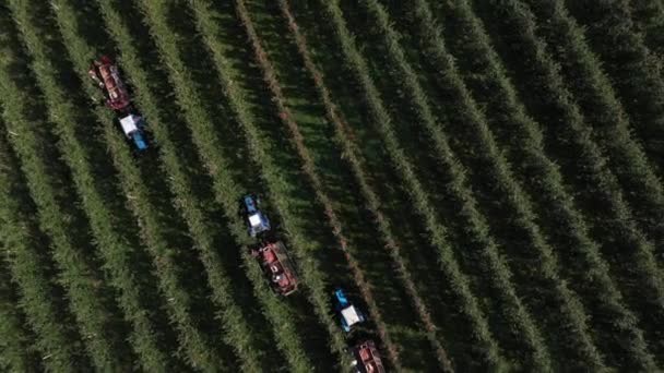 Colheita de pomar de frutas na Itália. Vista aérea dos catadores no trabalho. Produção comercial de alimentos, agricultura. Exportação de maçãs frescas — Vídeo de Stock