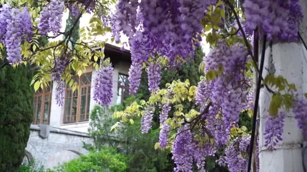 Wisteria Kaskadami Niebieskich Fioletowych Kwiatów Które Wyglądają Spektakularnie Wiszące Pergoli — Wideo stockowe