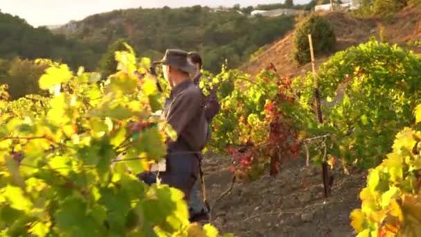 Збирання Винограду Або Збирання Винограду Першим Кроком Декількох Процесі Виноробства — стокове відео