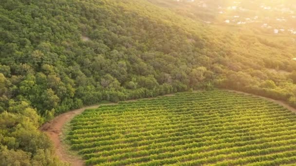 南アメリカのブドウ畑とワイナリー 空中ドローンビュービデオ — ストック動画