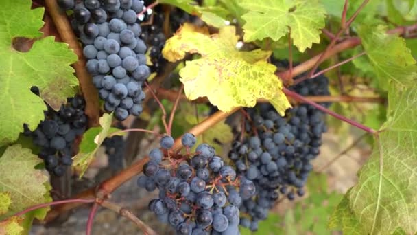 Weinbau Weinbereitung Weinindustrie Erntezeit — Stockvideo