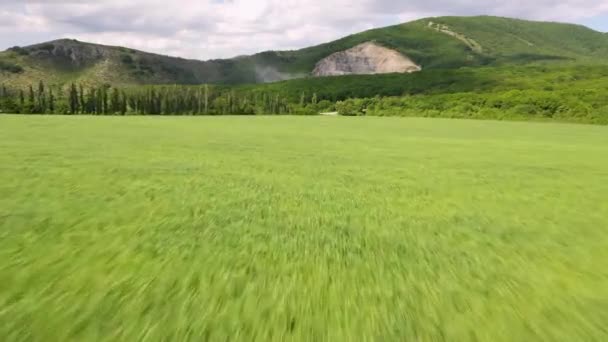 麦畑だ 田園風景 — ストック動画
