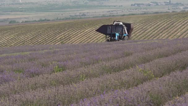 ラベンダー収穫 ラベンダー農業 機械的な収穫とコンバイン収穫機 利益のためのラベンダーの栽培 — ストック動画