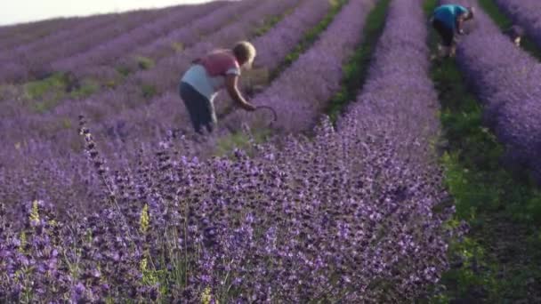 Lavanta Tarlası Lavanta Çiçeklerinin Elle Toplanması — Stok video